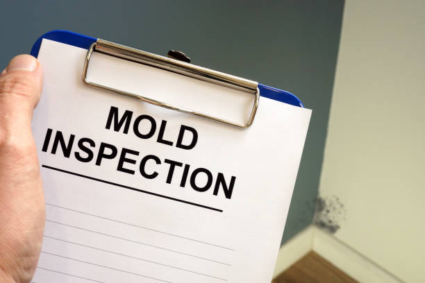 Best Environmental Consulting for Mold Prevention  in Port Hueneme, CA